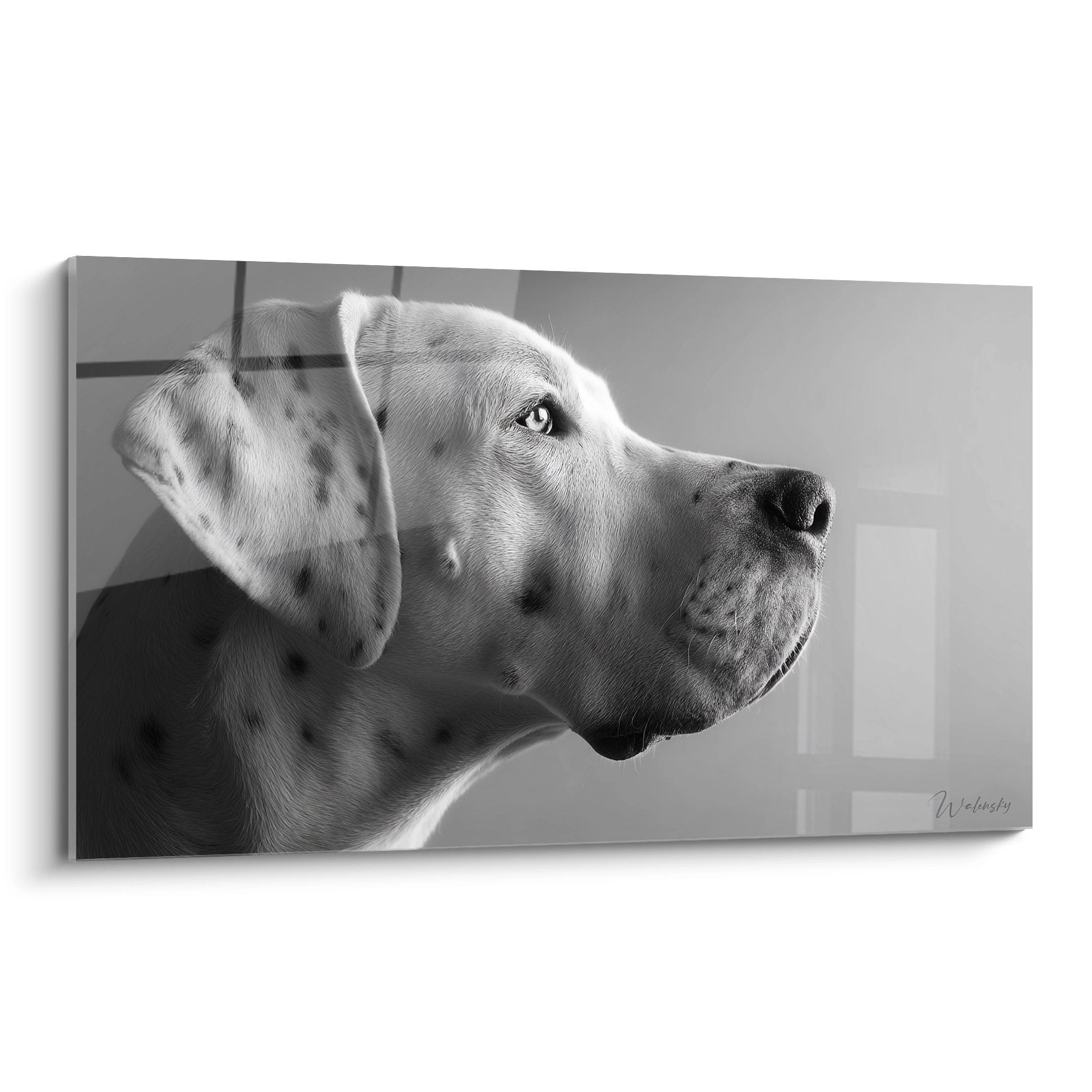 Portrait artistique noir et blanc d'un Dogue Argentin de profil au regard contemplatif sur fond neutre