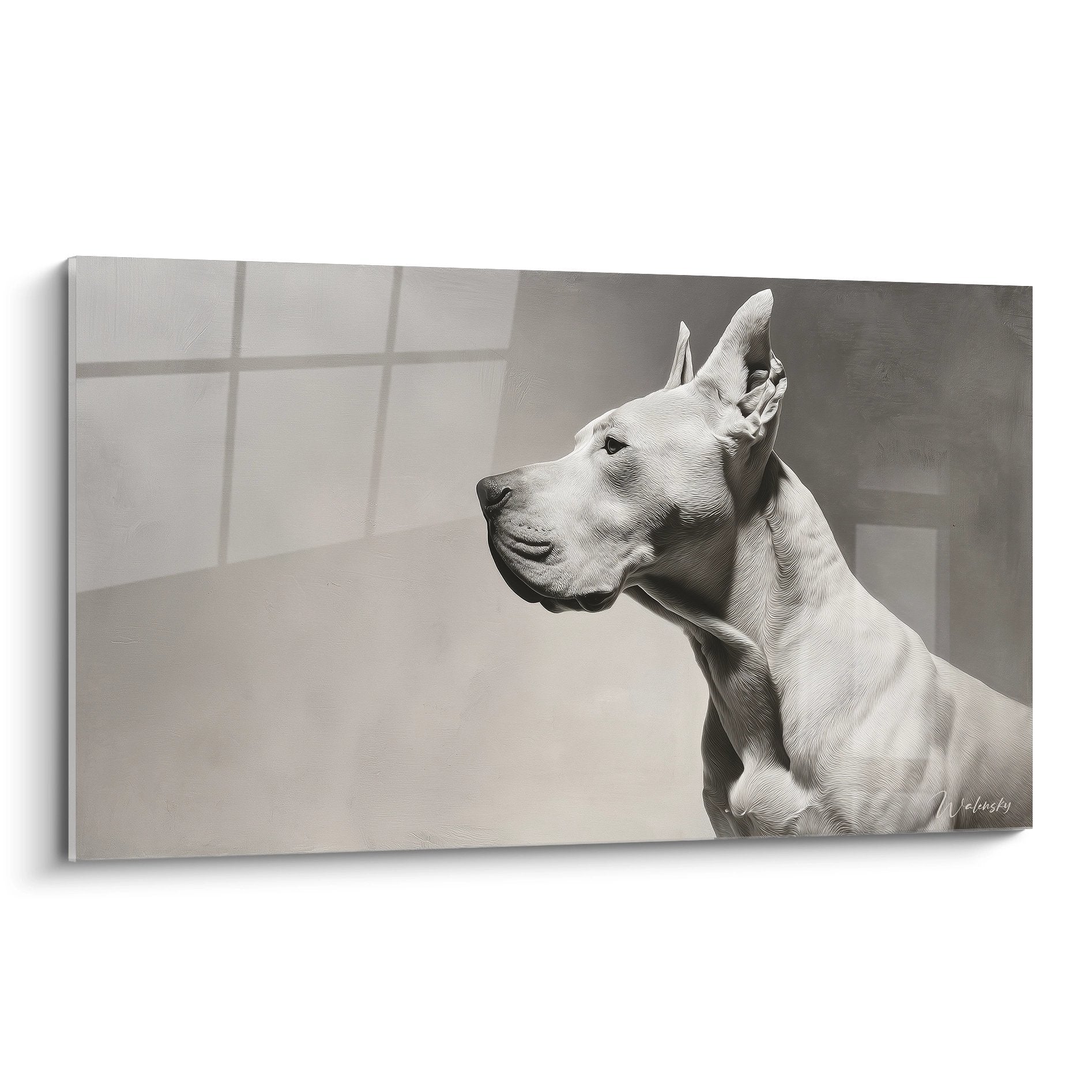 Portrait noir et blanc dogue argentin regard noble trois-quarts musculature puissante oreilles dressees