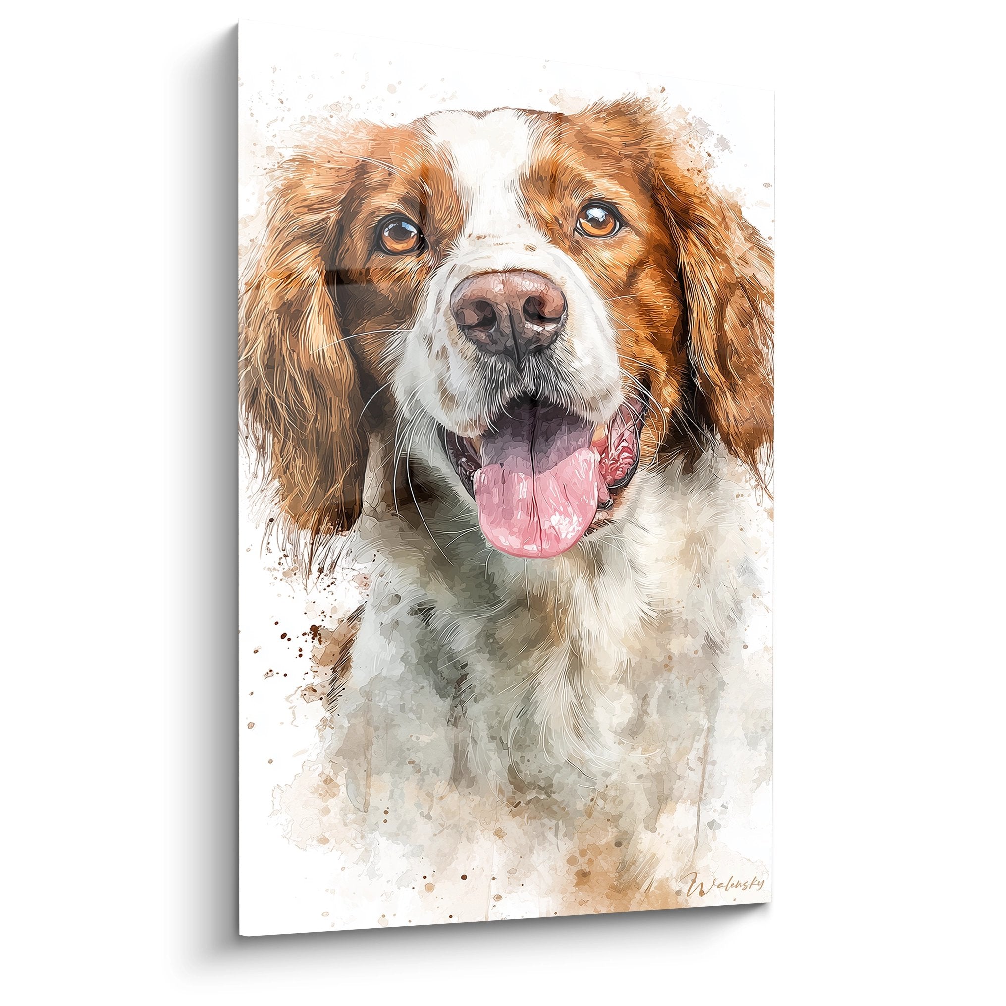 Portrait aquarelle Epagneul Breton roux et blanc langue tiree regard expressif fond blanc projections colorees