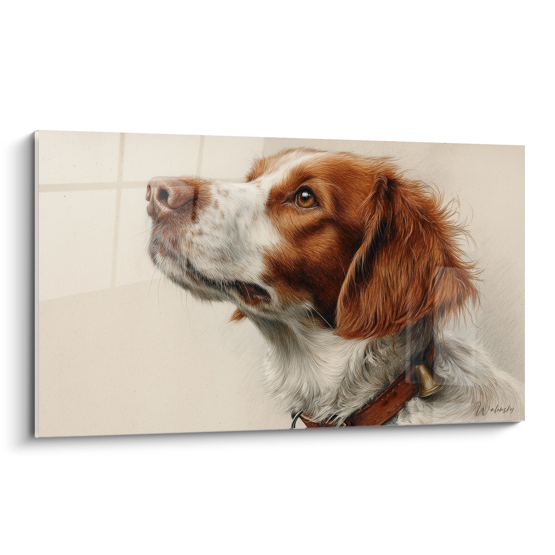 Portrait realiste epagneul breton roux et blanc regard leve vers le haut sur fond beige neutre