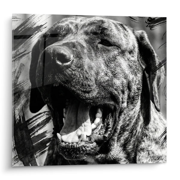 Tableau Chien Noir et Blanc Gueule Ouverte - Portrait Canin Expressif - Edition Fila Brasileiro
