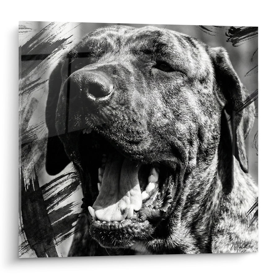 Tableau Chien Noir et Blanc Gueule Ouverte - Portrait Canin Expressif - Edition Fila Brasileiro