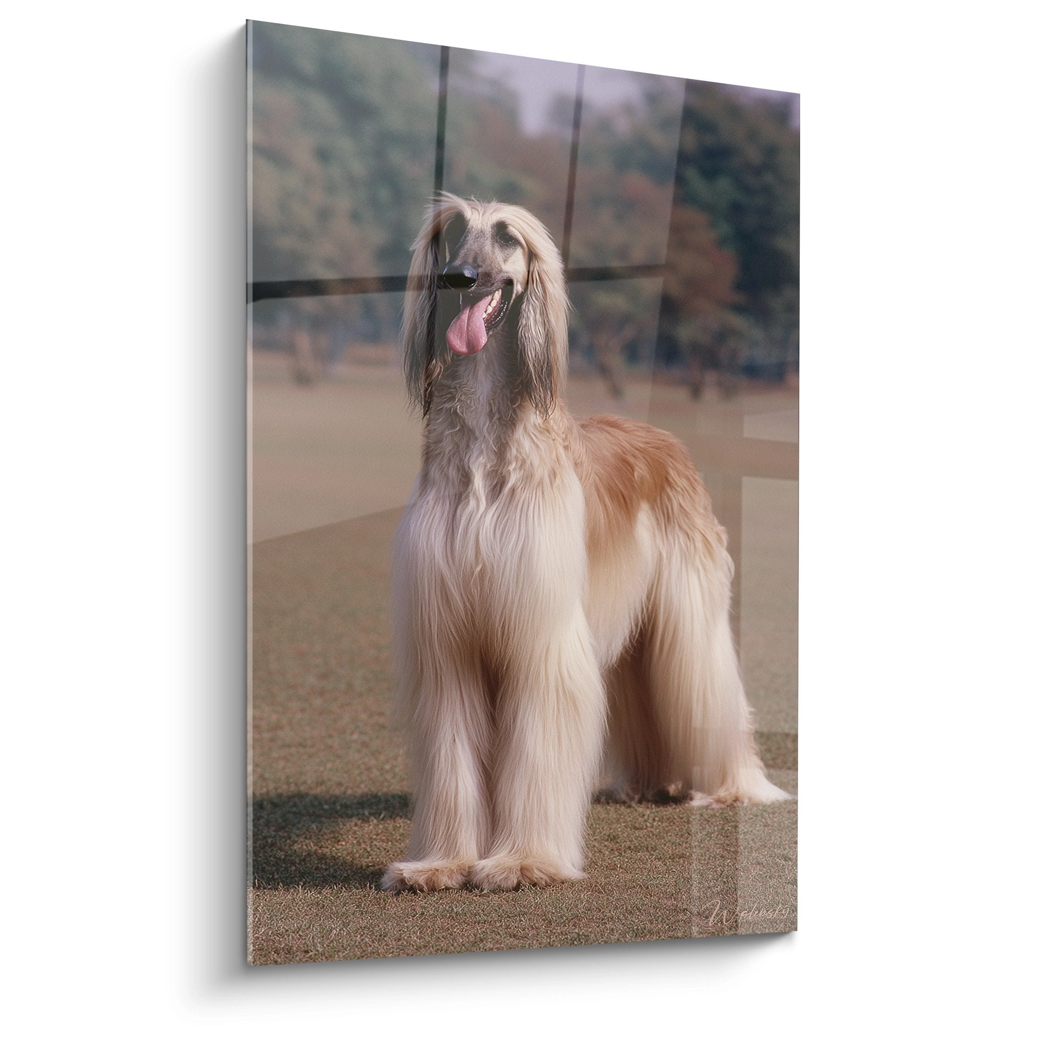 Portrait elegant levrier afghan pelage dore creme langue pendante regard petillant tableau mural