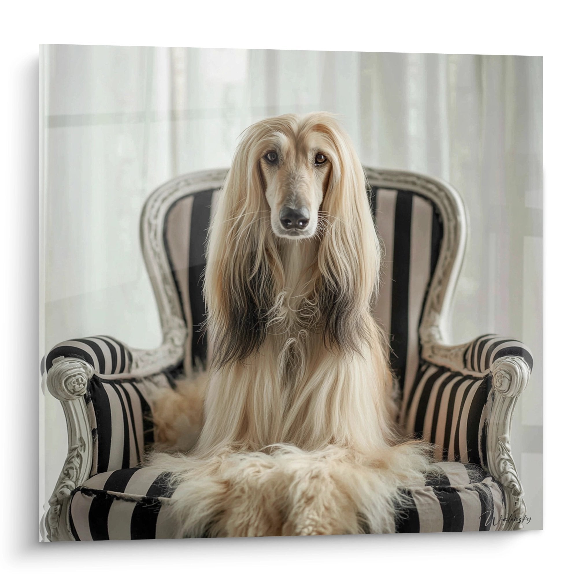 Portrait elegant levrier afghan pelage dore assis fauteuil raye noir blanc fond lumineux