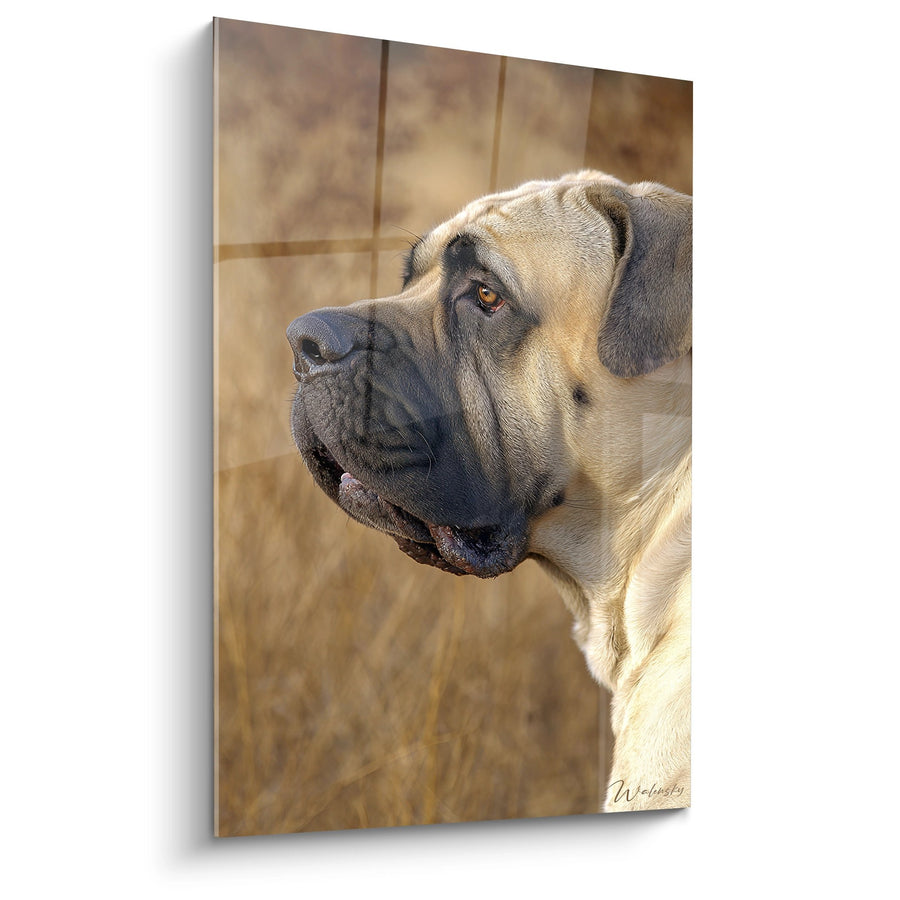 Tableau Portrait de Profil aux Tons Dorés - Regard Noble - Edition Mastiff Anglais