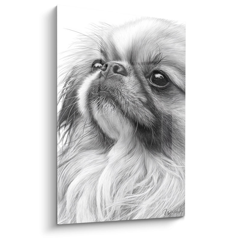 Tableau Portrait Canin aux Yeux Expressifs en Noir et Blanc - Regard Attendrissant - Edition Pékinois