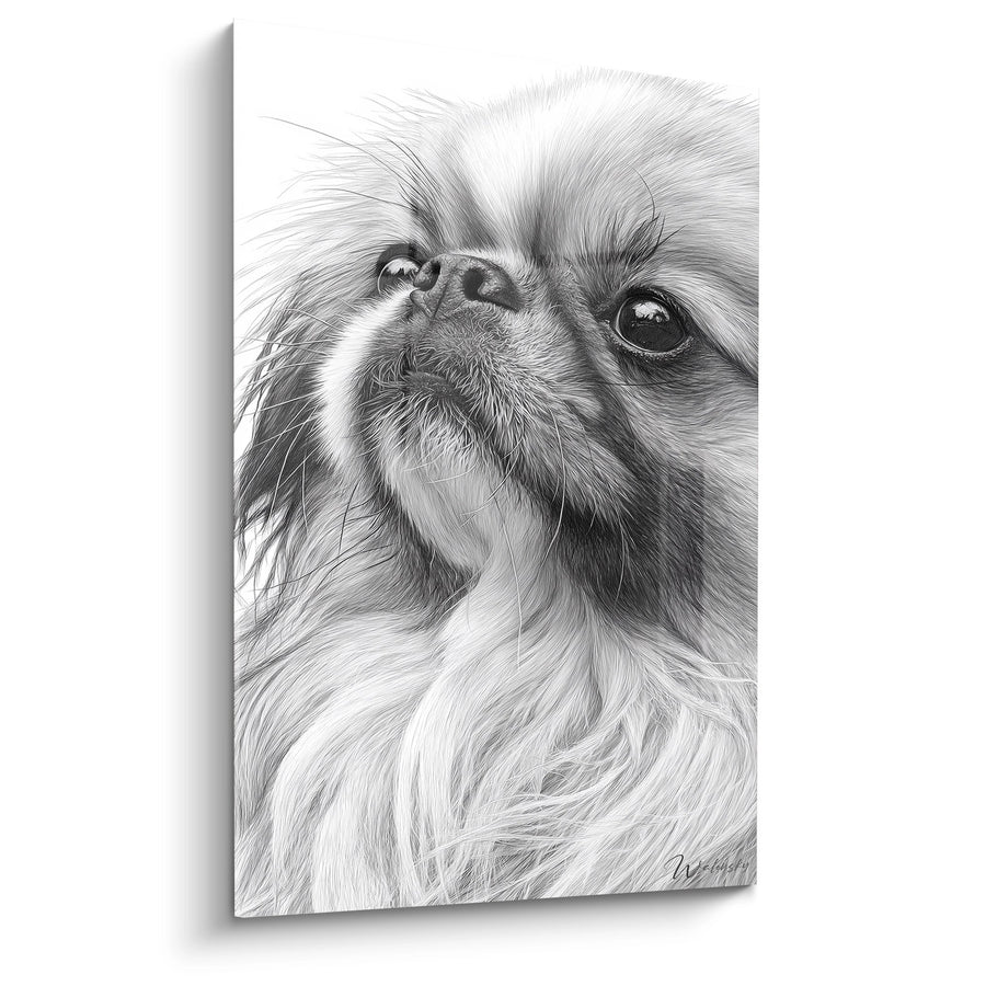 Tableau Portrait Canin aux Yeux Expressifs en Noir et Blanc - Regard Attendrissant - Edition Pékinois