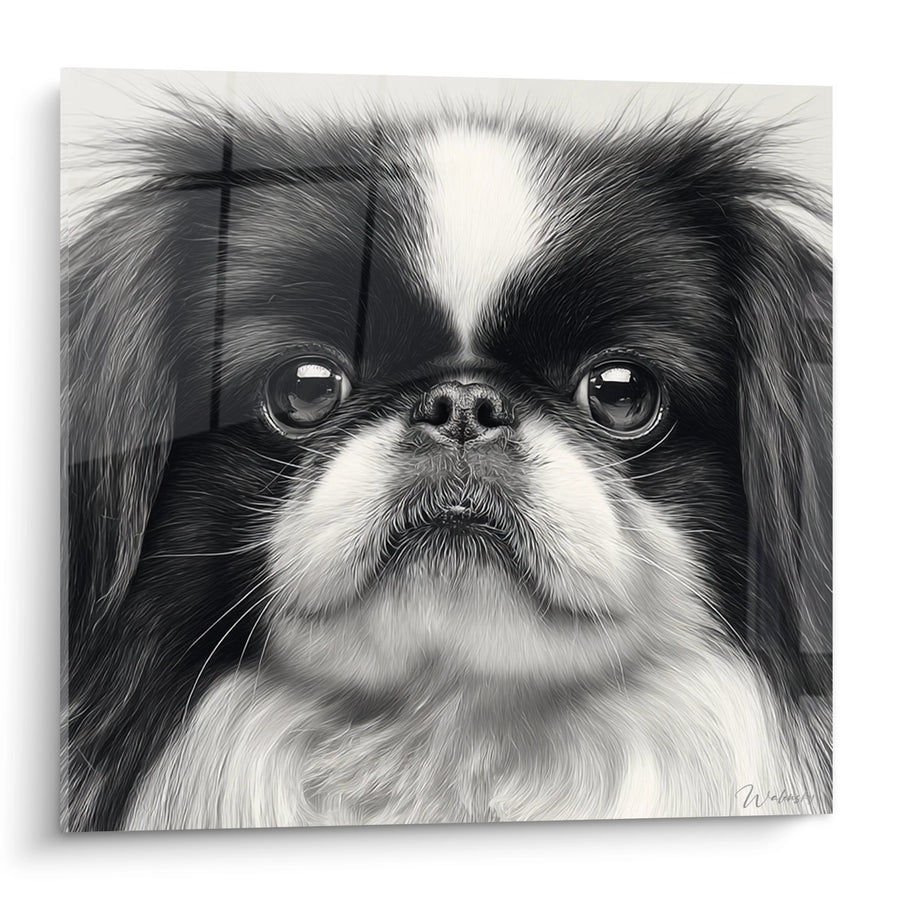 Tableau Chien Pékinois Noir et Blanc aux Grands Yeux - Portrait Saisissant - Edition Pékinois