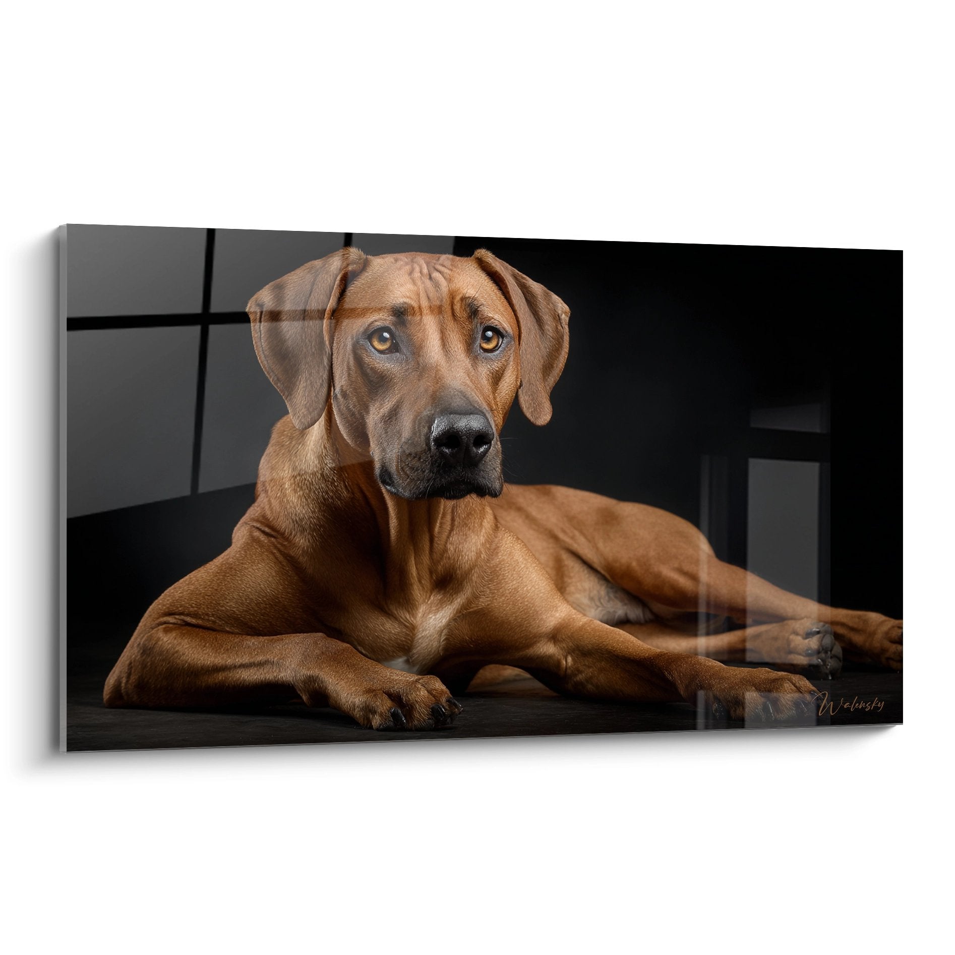 Portrait élégant de Rhodesian Ridgeback aux tons fauves allongé sur surface noire réfléchissante