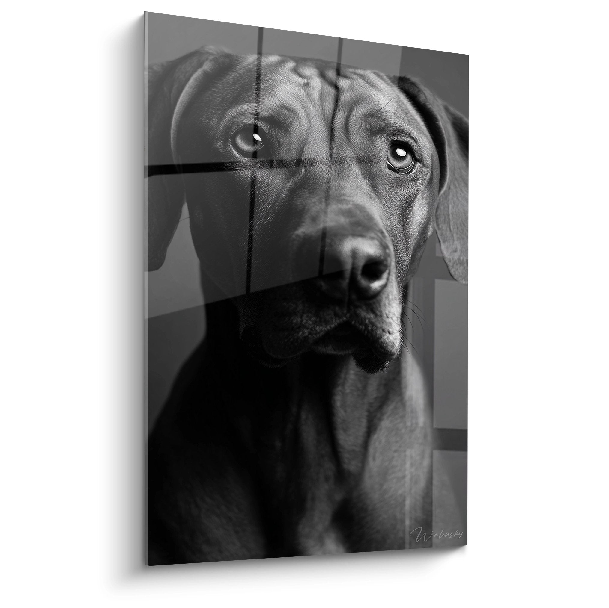 Portrait noir et blanc de Rhodesian Ridgeback au regard expressif, photographie artistique monochrome sur tableau mural