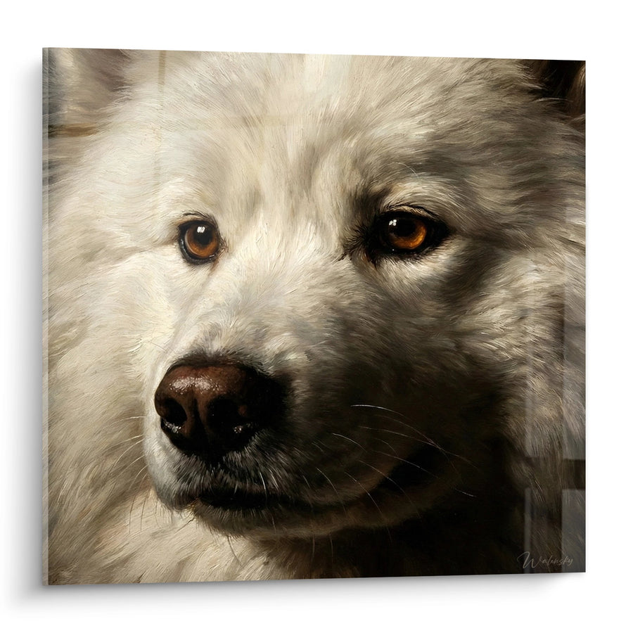 Tableau Portrait de Samoyède aux Yeux Ambrés - Regard Intense - Edition Samoyède