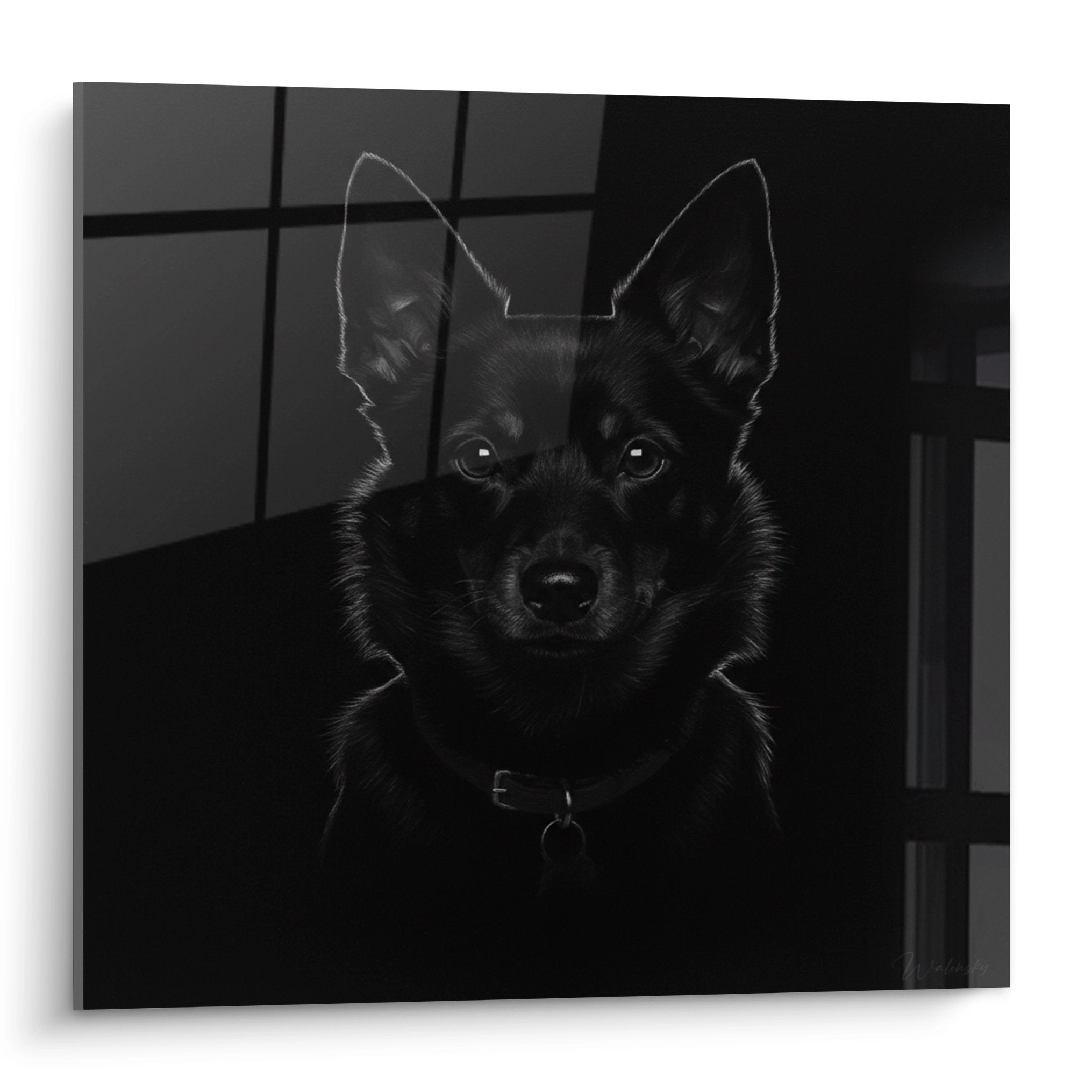 Portrait artistique Schipperke noir et blanc regard intense oreilles dressees composition monochrome