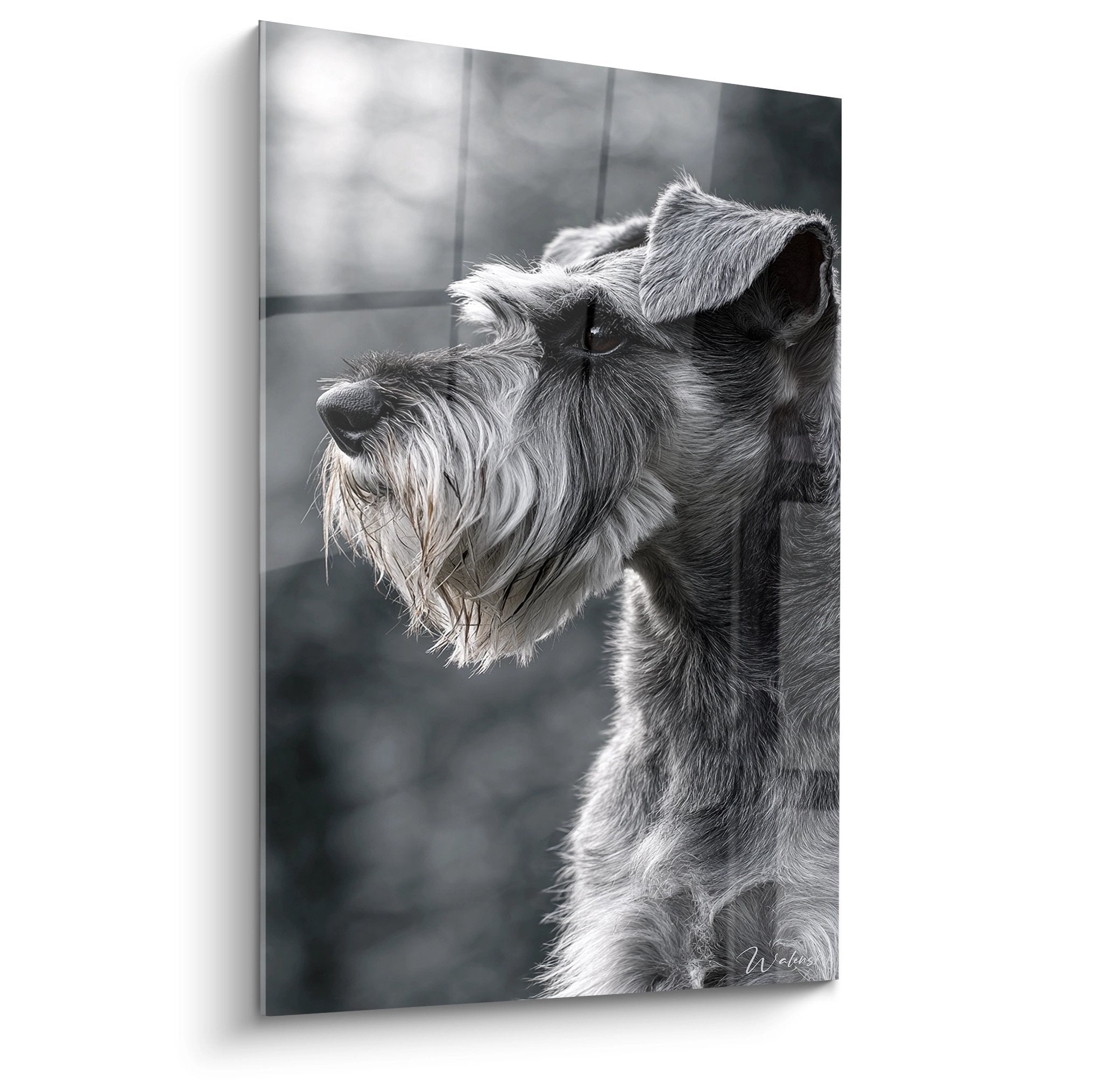 Portrait artistique schnauzer gris noir blanc regard pensif profil decoration murale canine