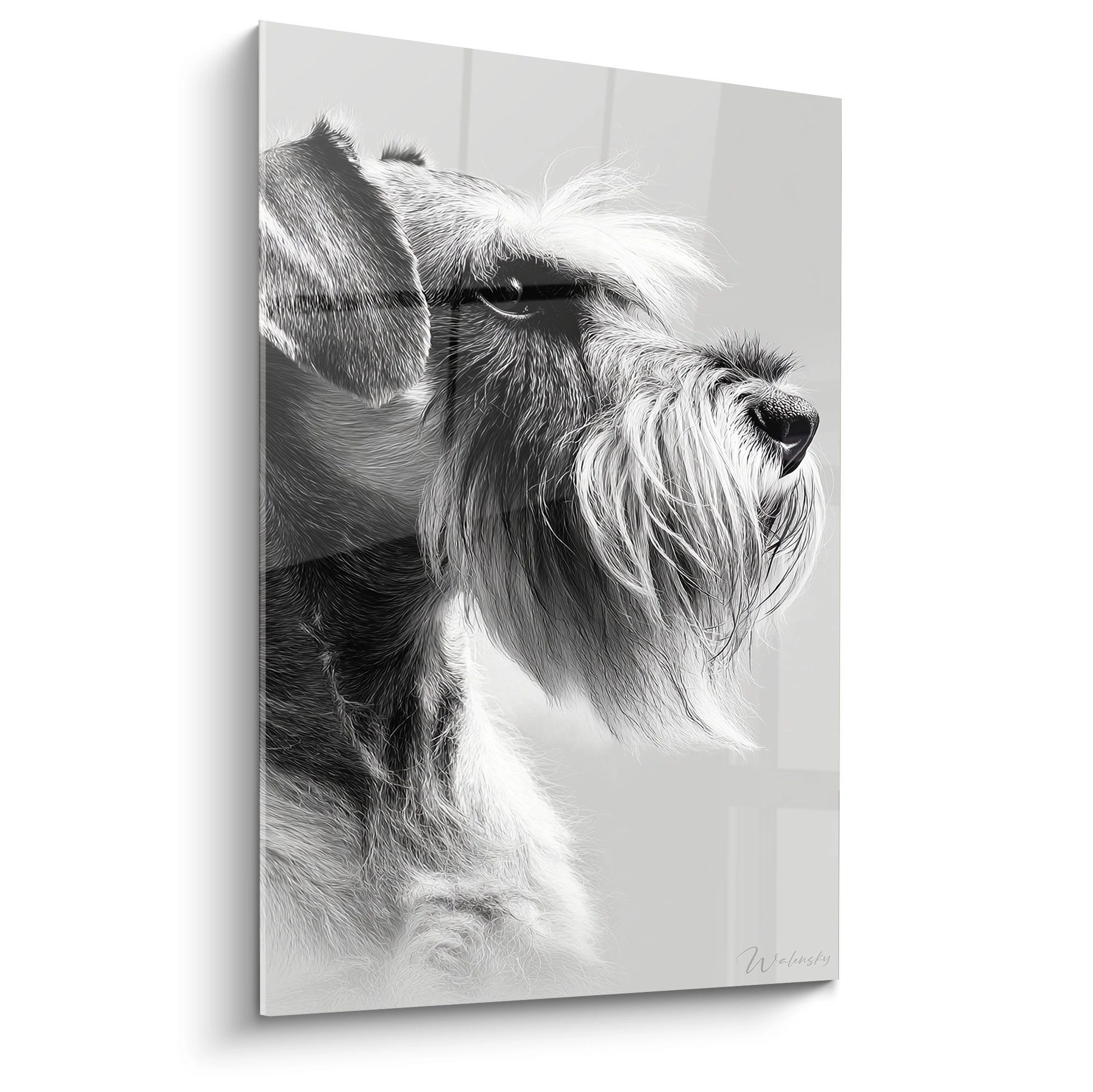 Portrait artistique noir et blanc d'un Schnauzer au regard noble dirigé vers le haut, pelage contrasté