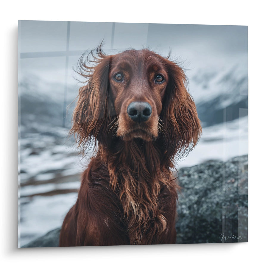 Tableau Setter Irlandais aux Yeux Dorés dans les Highlands - Portrait Saisissant - Edition Setter Irlandais