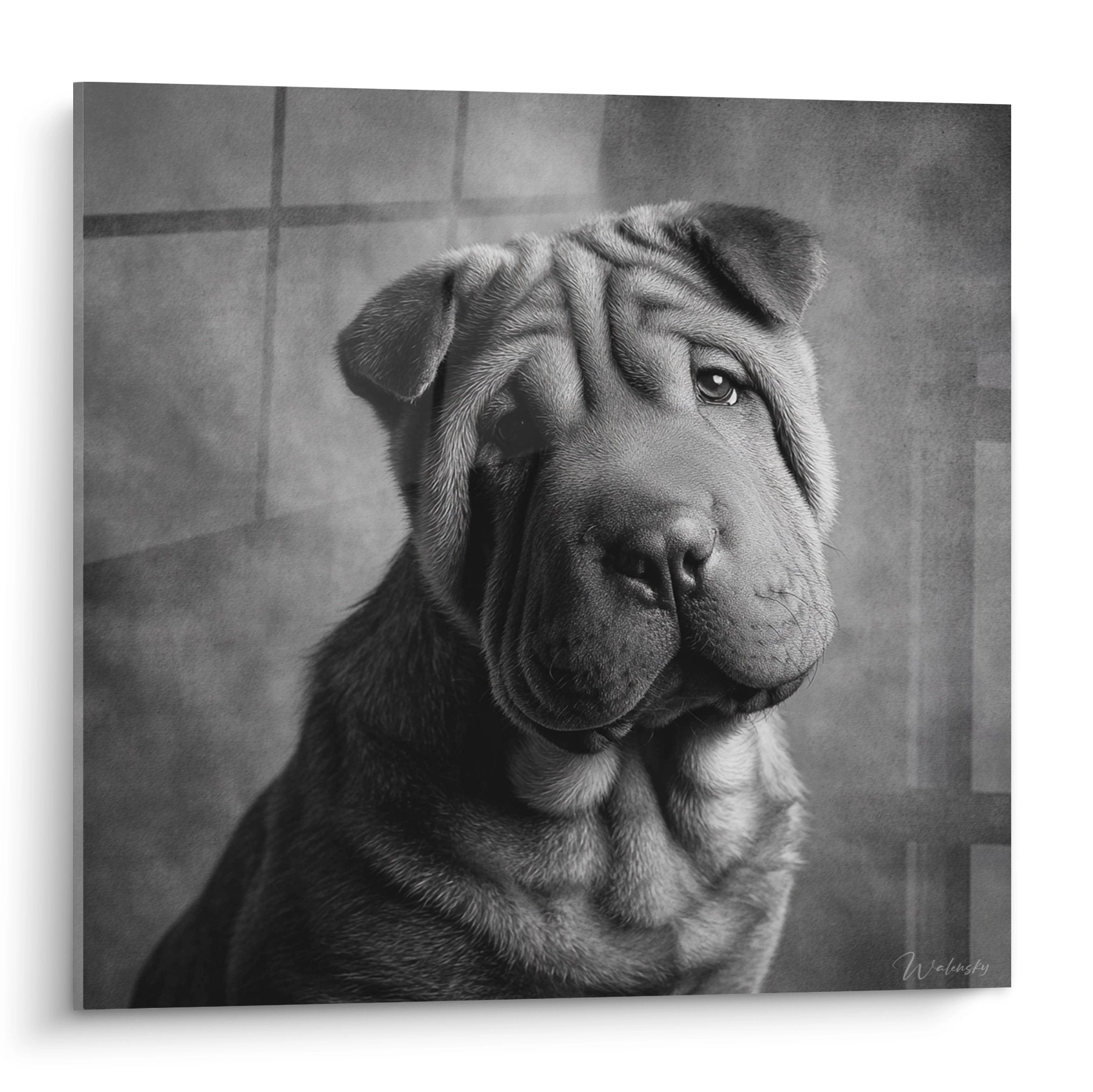 Portrait artistique noir et blanc Shar Pei regard contemplatif rides expressives photographie animalière élégante