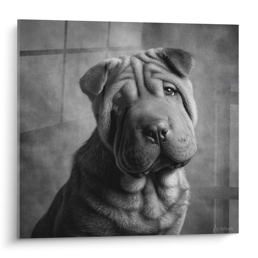 Tableau Portrait de Chien aux Rides Expressives en Noir et Blanc - Regard Contemplatif - Edition Shar Pei