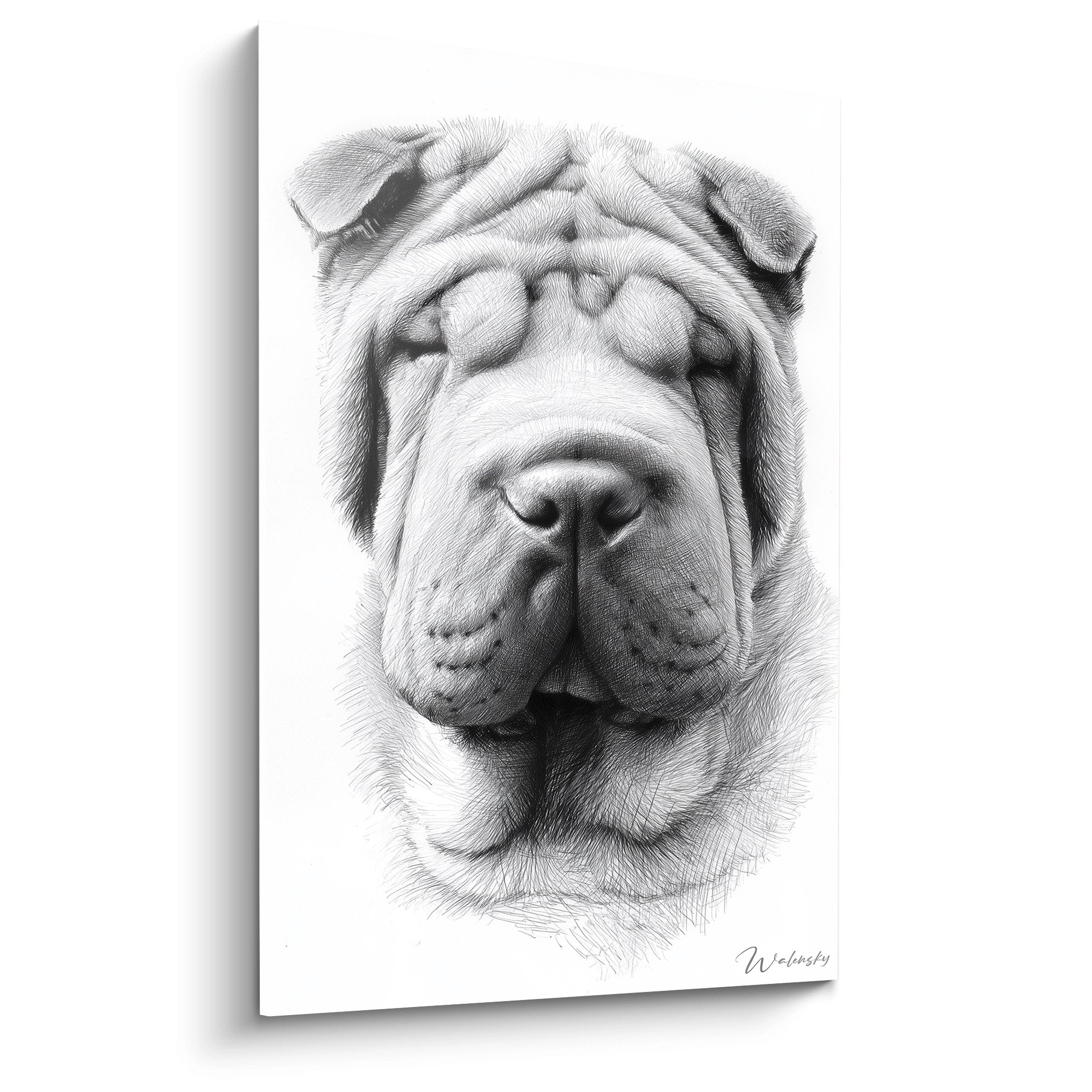 Portrait dessin crayon Shar Pei yeux fermes expression paisible noir blanc style realiste
