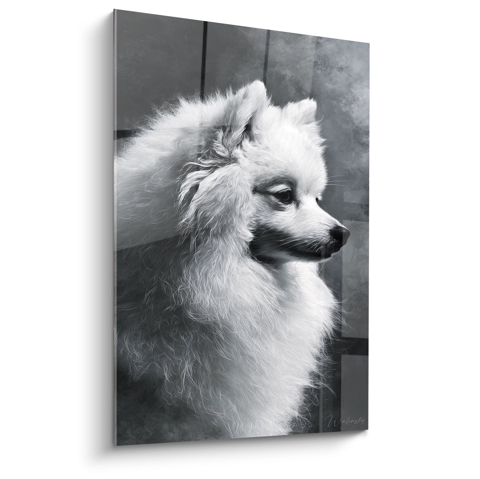 Portrait noir et blanc d'un Spitz Japonais au pelage blanc sur fond gris, regard noble et expression confiante