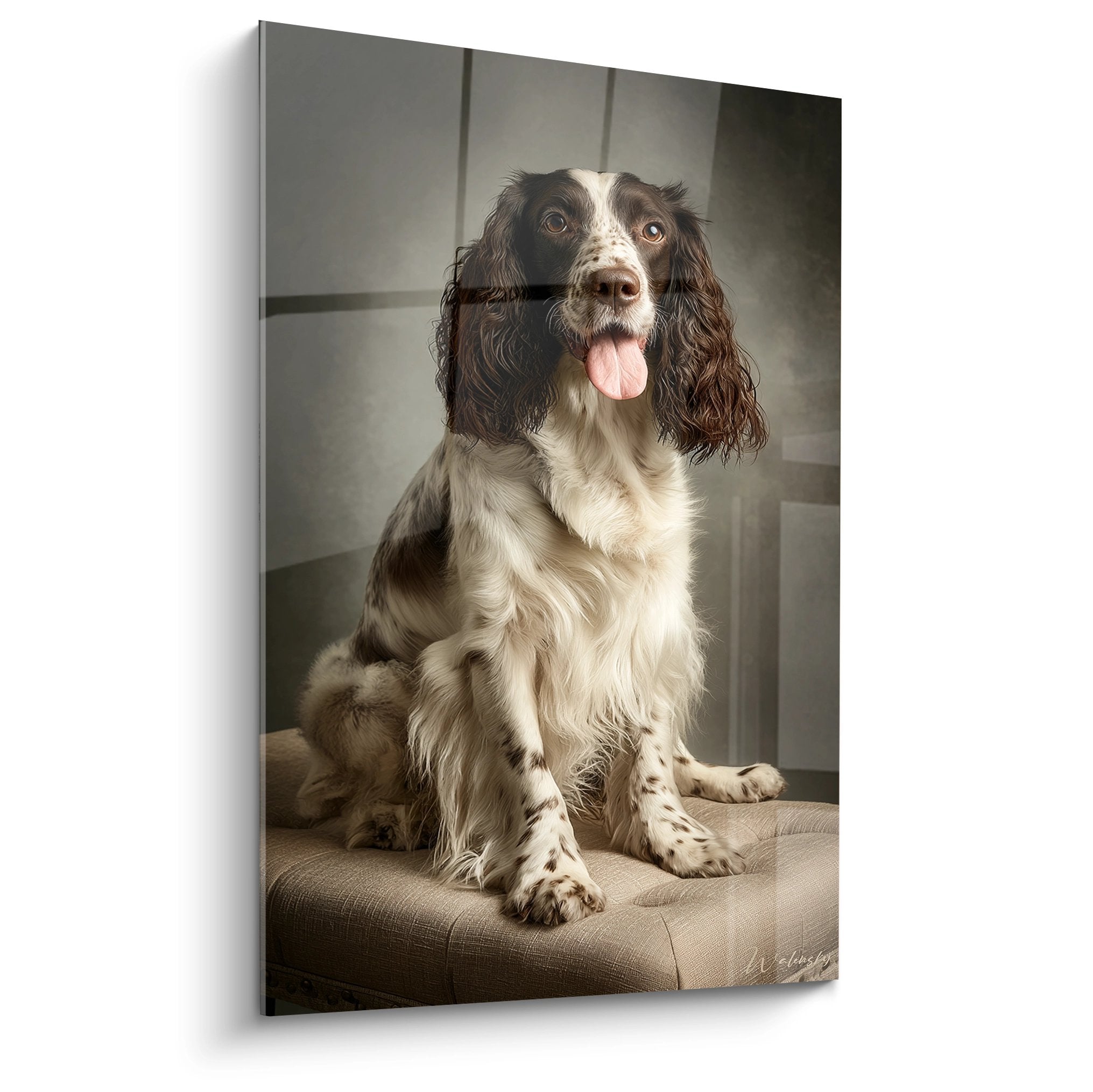 Portrait épagneul Springer Anglais chocolat et blanc assis sur canapé beige, langue sortie, regard expressif, éclairage doux