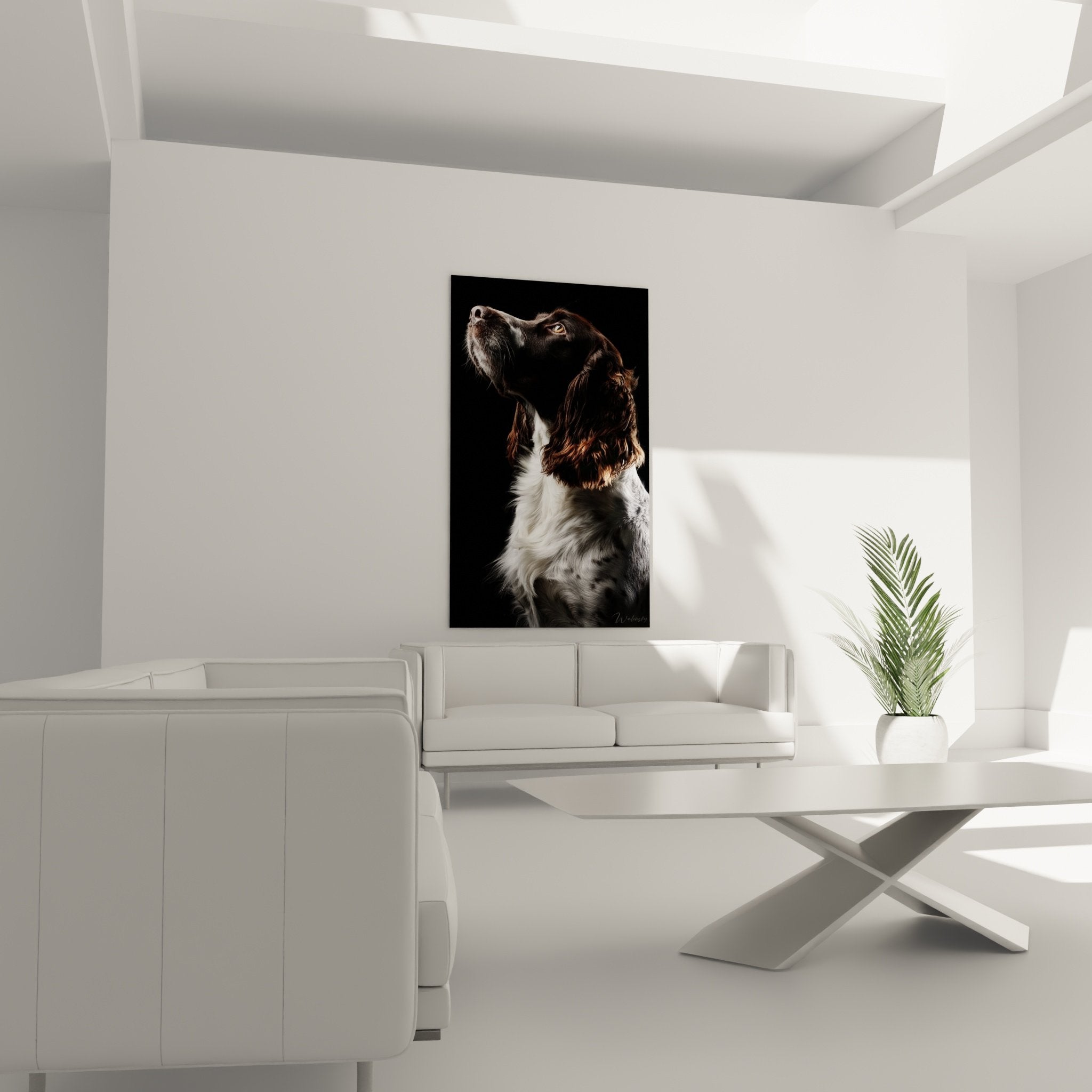 Gros plan portrait Springer Anglais pelage noir blanc reflets cuivrés détails artistiques haute définition