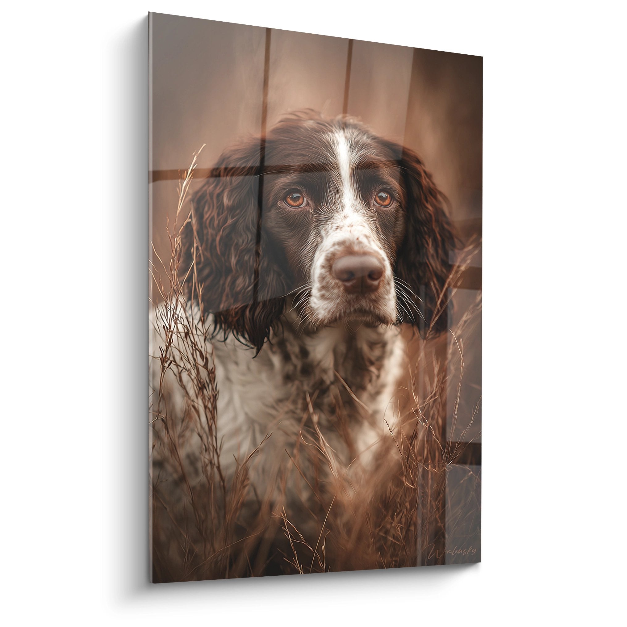 Portrait de Springer Anglais aux yeux dorés contemplant parmi les herbes sauvages dans tons sépia