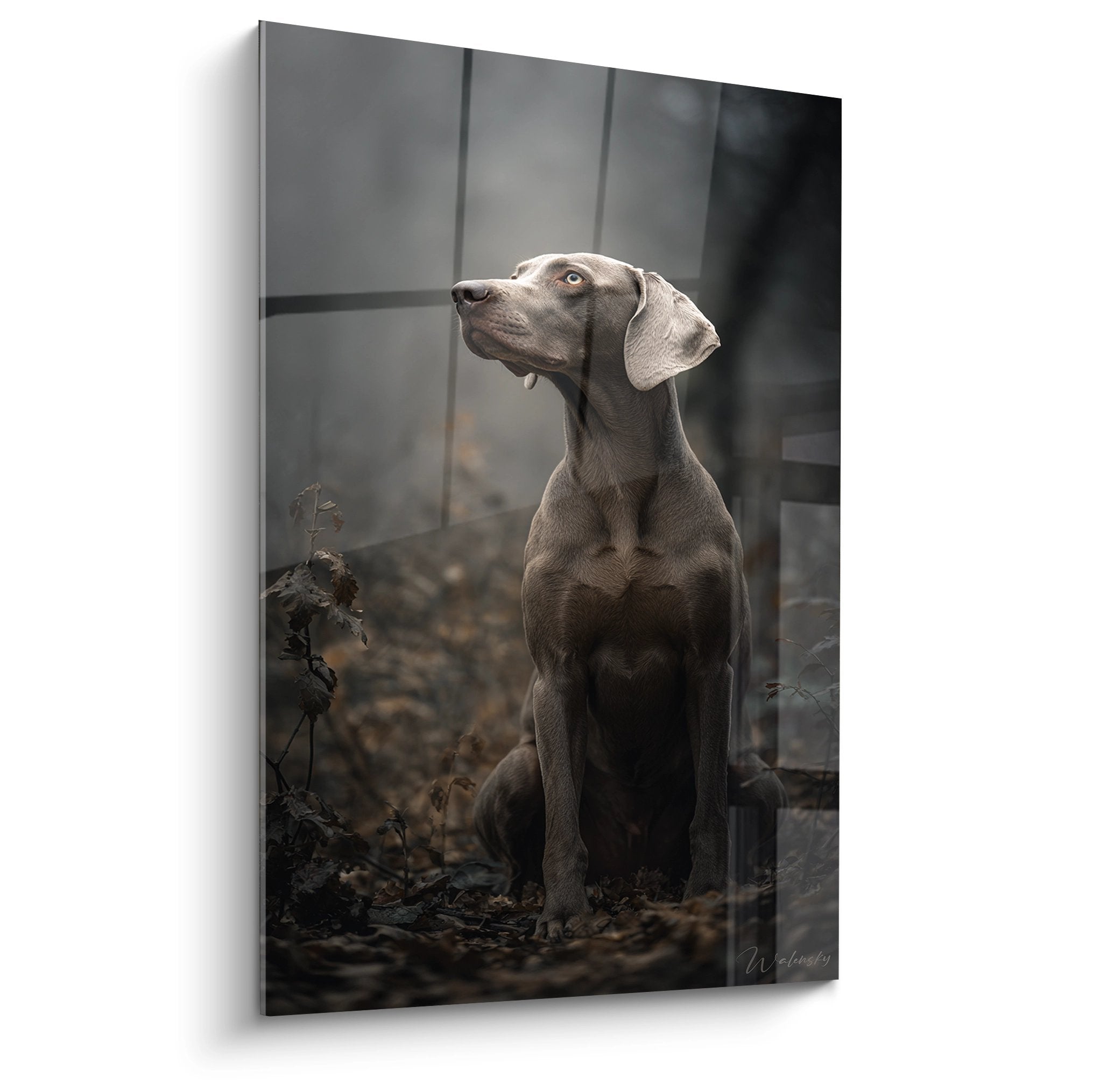 Portrait de Weimaraner gris aux yeux dorés en position assise sur fond flou
