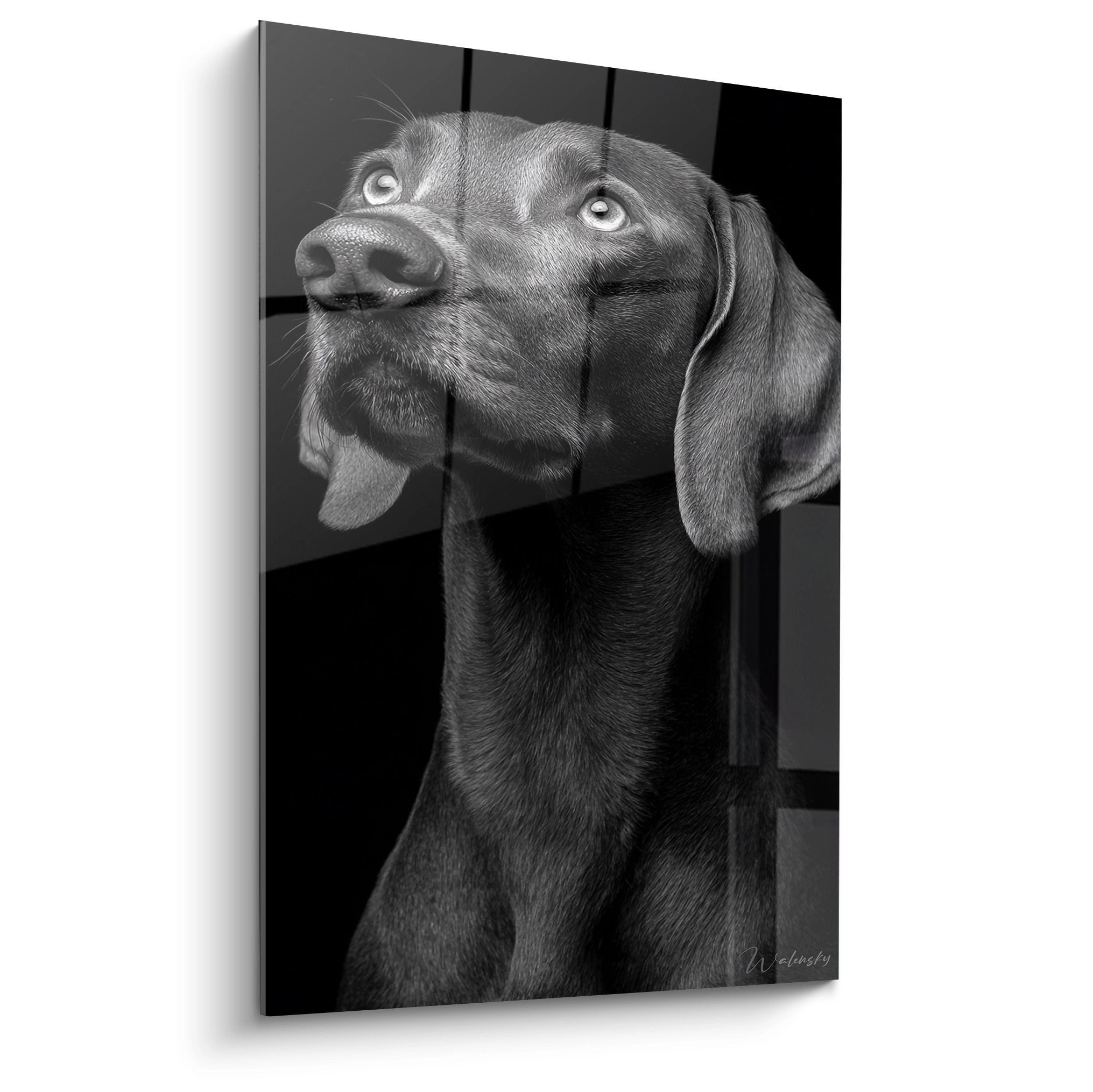 Portrait noir et blanc d'un Weimaraner au regard intense et aux yeux clairs perçants