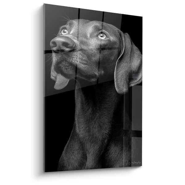 Cuadro Retrato de Perro con Ojos Penetrantes en Blanco y Negro - Mirada Intensa - Edición Weimaraner