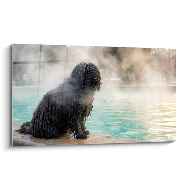 Cuadro de Perro de Pelo Rizado Junto a una Piscina - Relajación Canina - Edición Puli