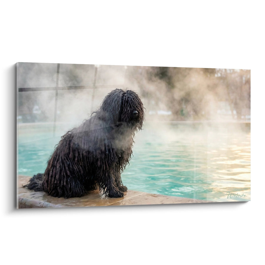 Tableau Chien aux Poils Bouclés près d'une Piscine - Détente Canine - Edition Puli