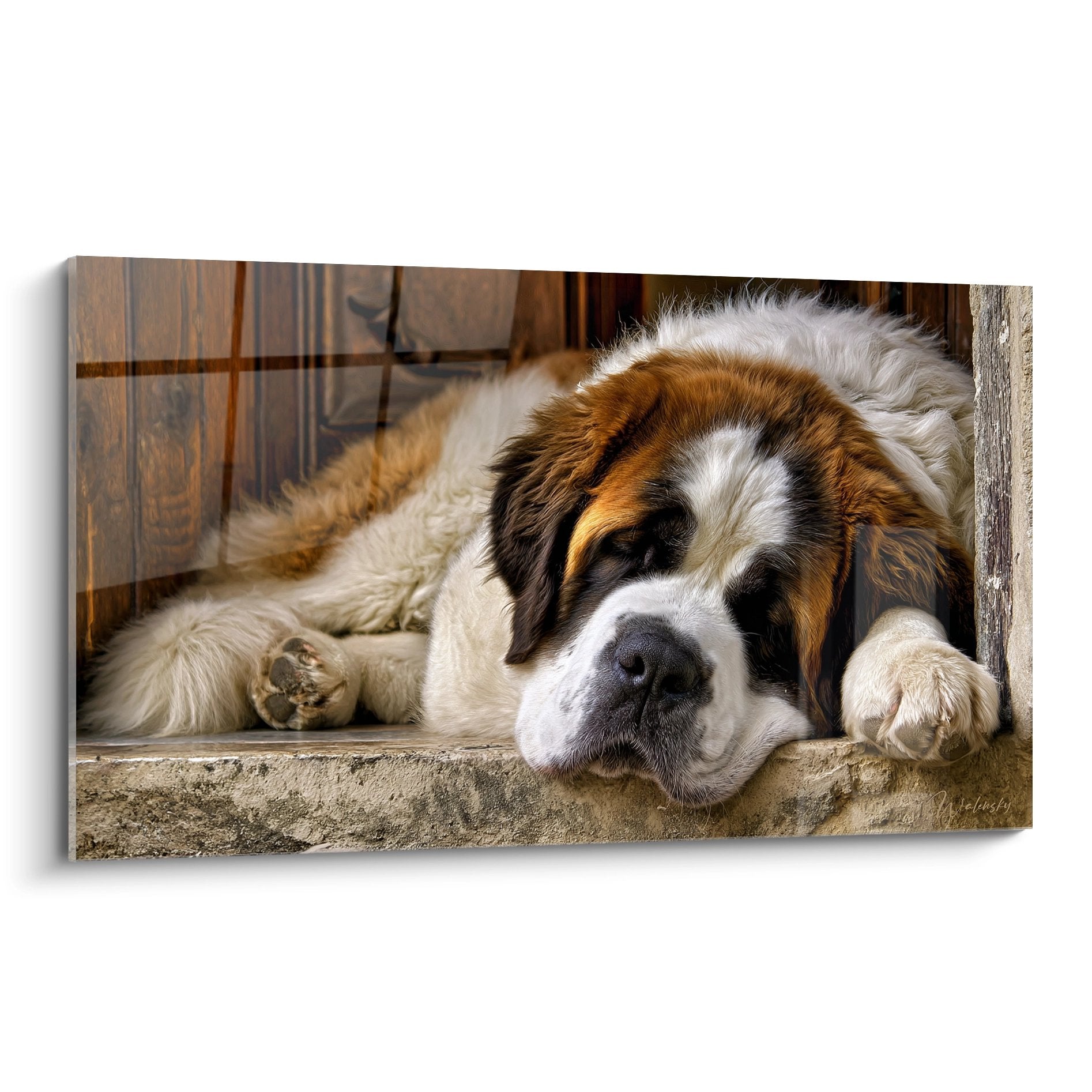 Saint Bernard tricolore endormi paisiblement sur seuil en pierre devant porte vitrée, pelage roux blanc noir