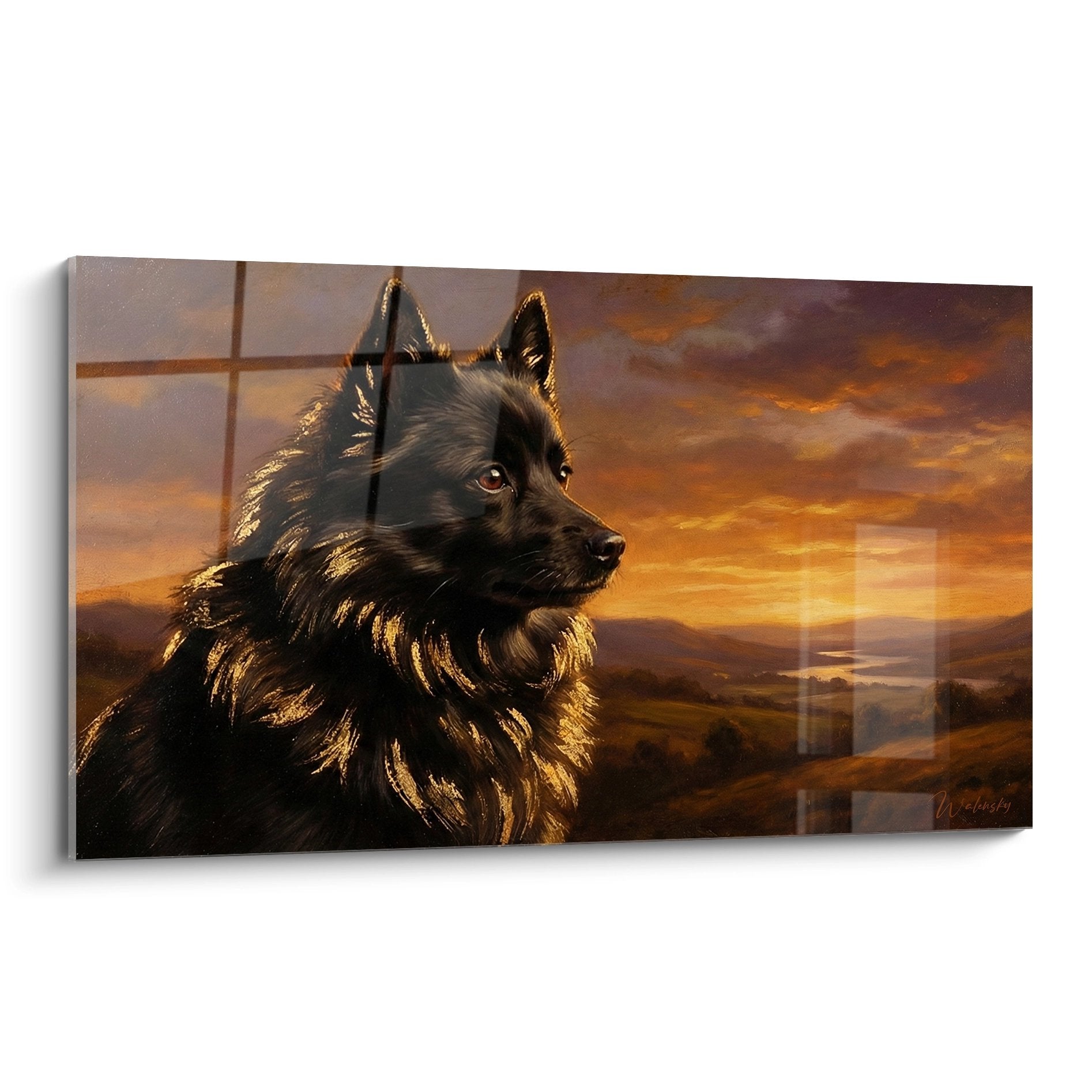 Portrait majestueux de Schipperke au pelage sombre dans lumière dorée du coucher de soleil avec paysage vallonné