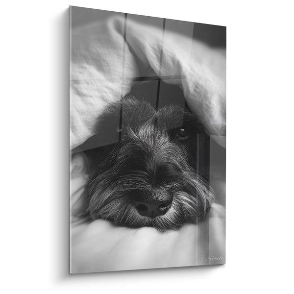 Cuadro de Schnauzer con Ojos Tiernos Bajo una Manta - Refugio Acogedor - Edición Schnauzer