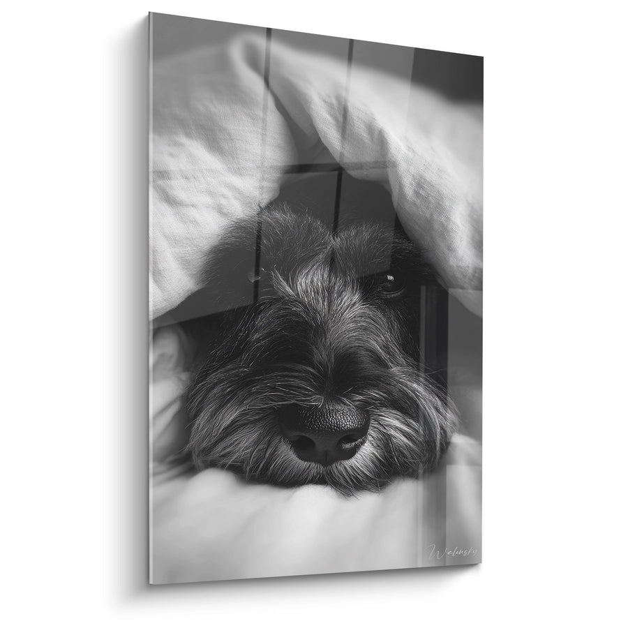 Tableau Schnauzer aux Yeux Tendres sous une Couverture - Refuge Douillet - Edition Schnauzer