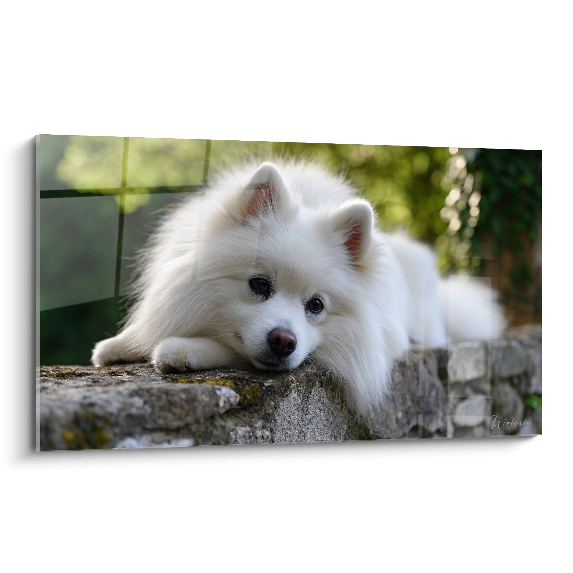 Spitz Japonais blanc allongé sur pierre ancienne avec regard mélancolique - tableau mural décoratif chien