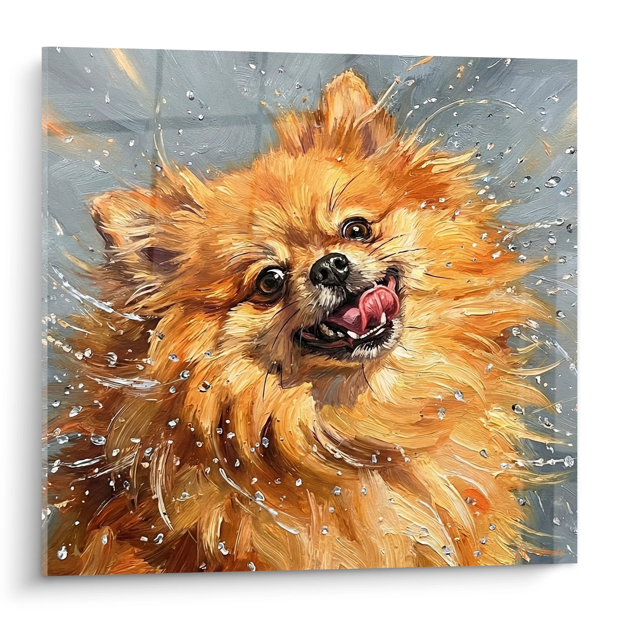 Spitz Pomeranien roux joyeux dans eclaboussures d'eau avec langue sortie sur fond bleu-gris