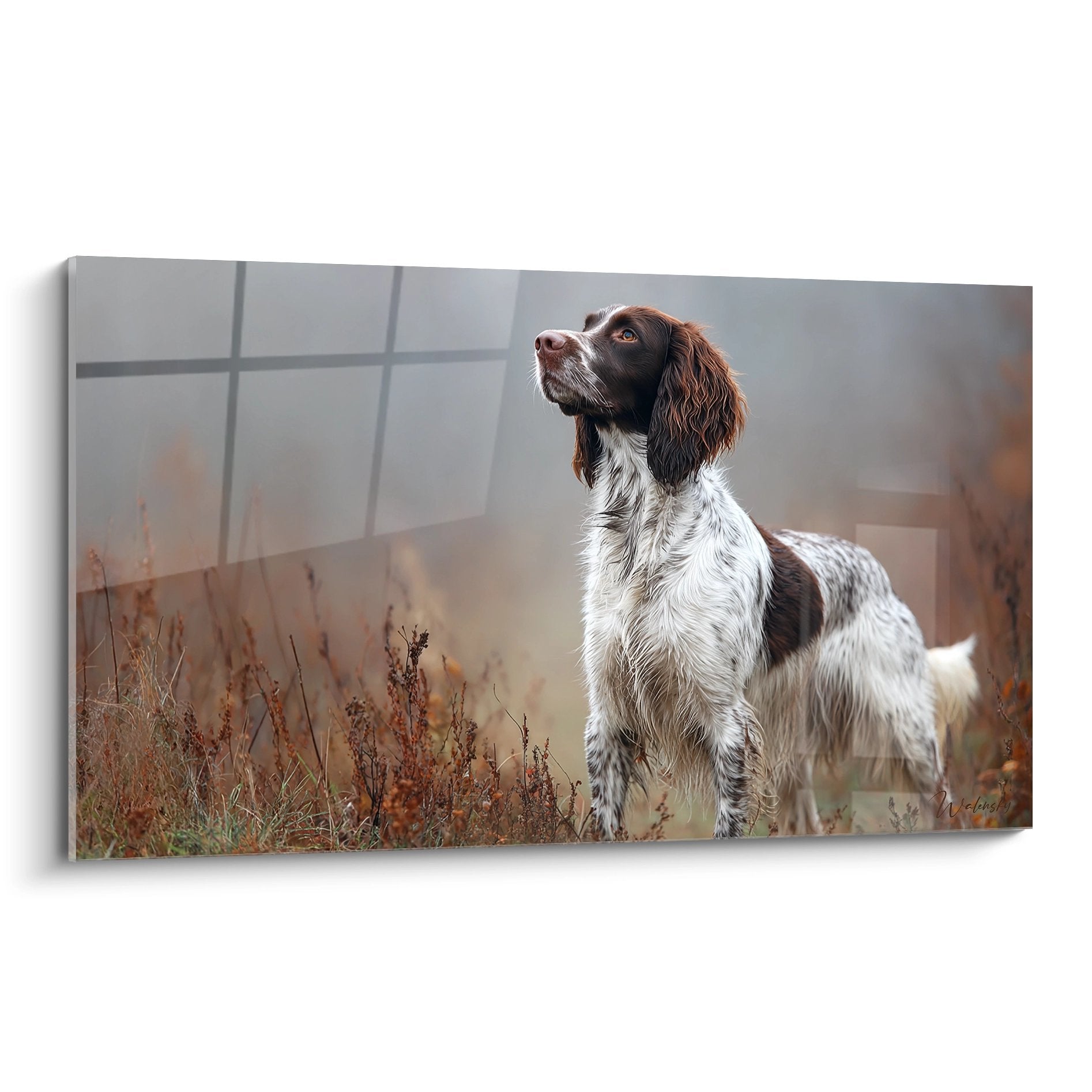 Springer Anglais en position d'arrêt dans prairie automnale regardant vers le ciel, pelage blanc et roux