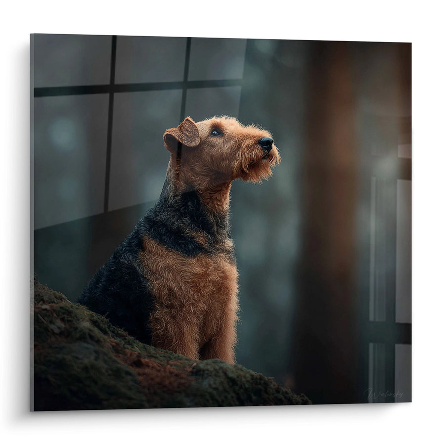 Tableau Chien Terrier Contemplatif aux Tons Ocre et Noir - Regard Vers l'Infini - Edition Airedale Terrier