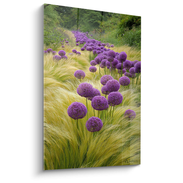 Tableau Alliums Violets dans Prairie Dorée - Élégance Naturelle - Edition Graminées