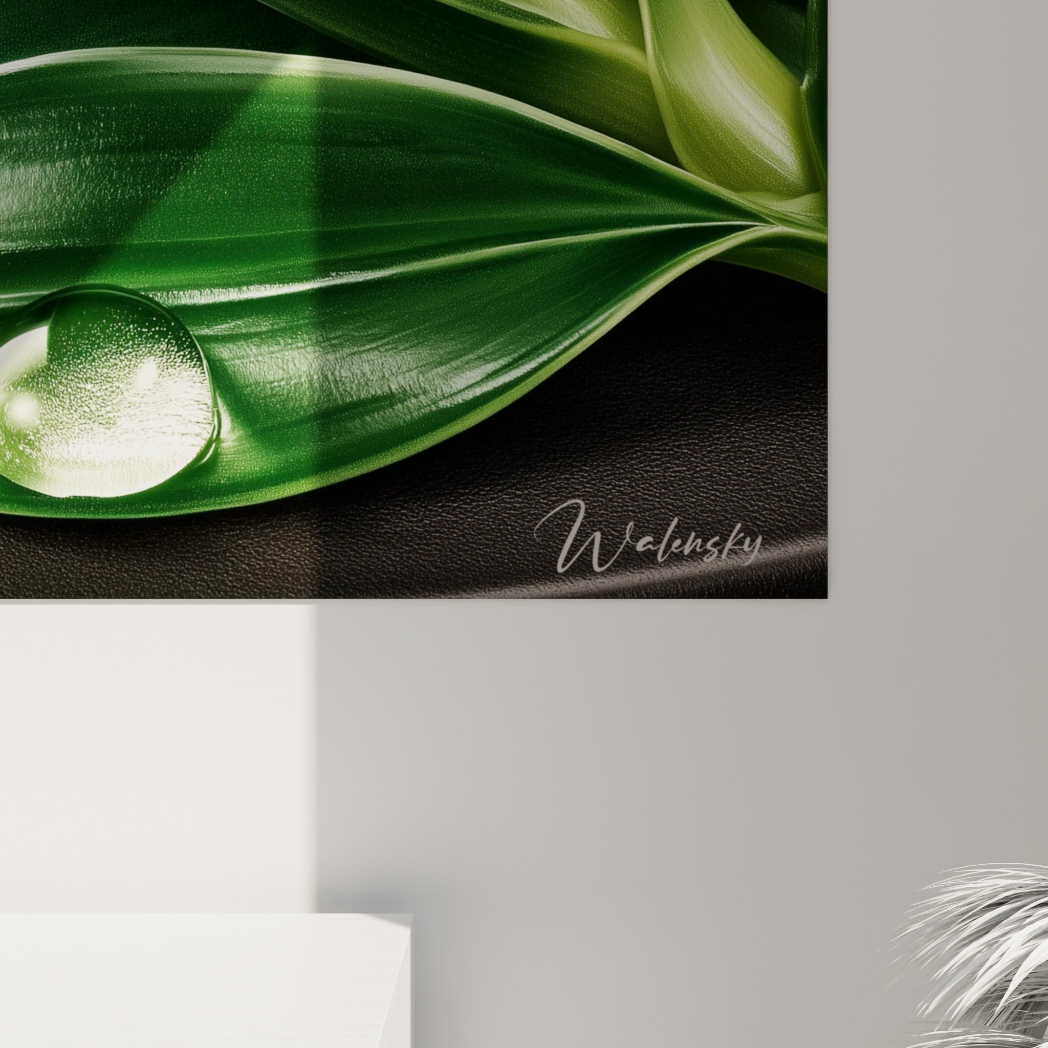 Détail des gouttes d'eau argentées et du grain velouté des feuilles vert bouteille de l'Aloe vera