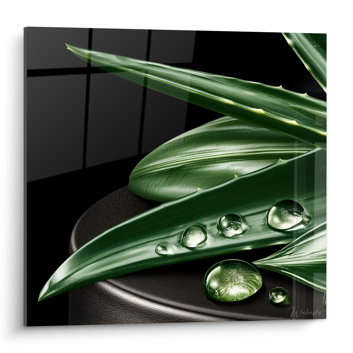 Feuilles d'aloe vera vert profond ornées de gouttes d'eau sur fond anthracite quadrillé