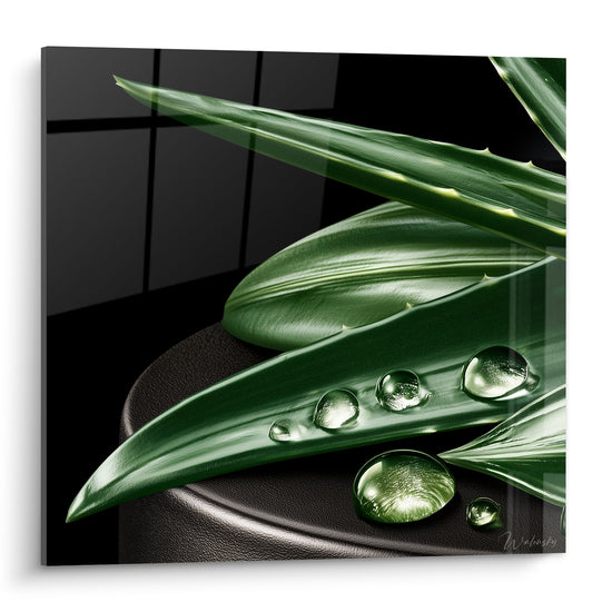Feuilles d'aloe vera vert profond ornées de gouttes d'eau sur fond anthracite quadrillé