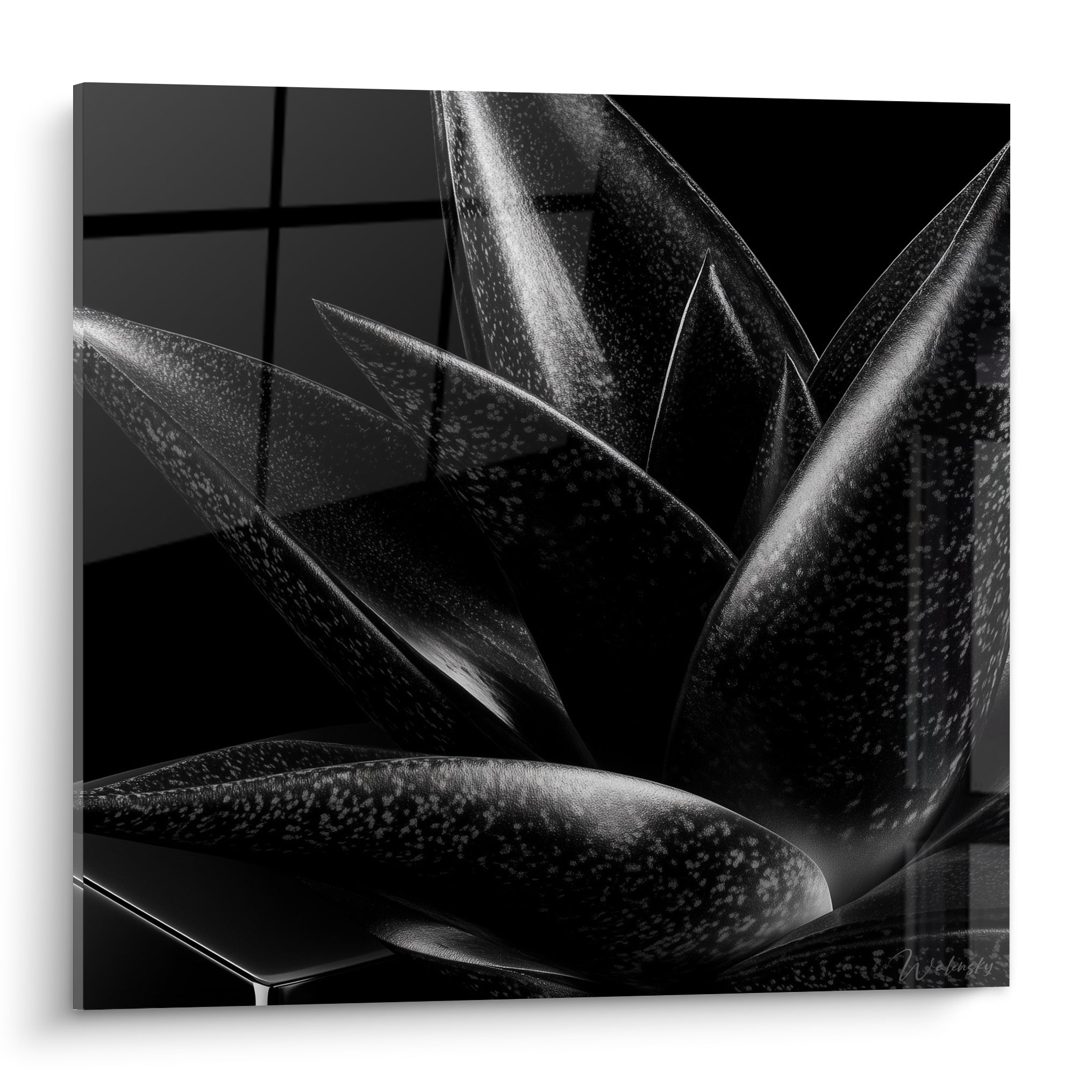 Aloe vera aux feuilles pointues, mouchetures argentées sur fond noir profond, lumière rasante
