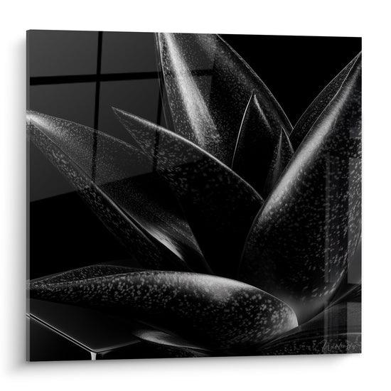 Aloe vera aux feuilles pointues, mouchetures argentées sur fond noir profond, lumière rasante