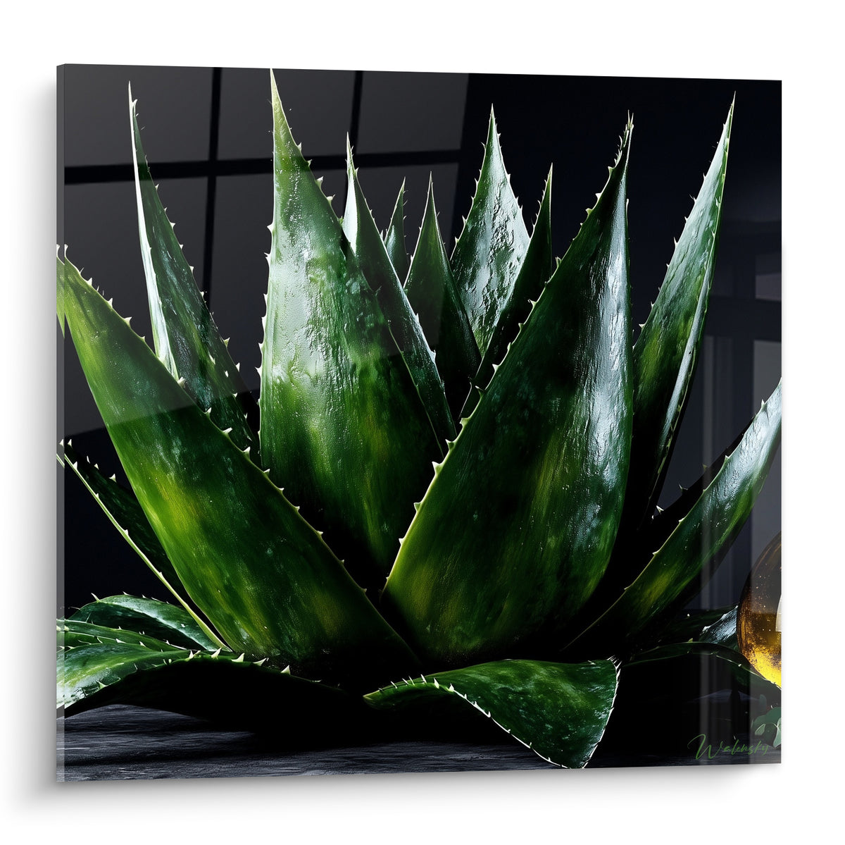 Aloe vera vert émeraude aux feuilles épineuses luisantes sur fond noir profond, éclairage dramatique