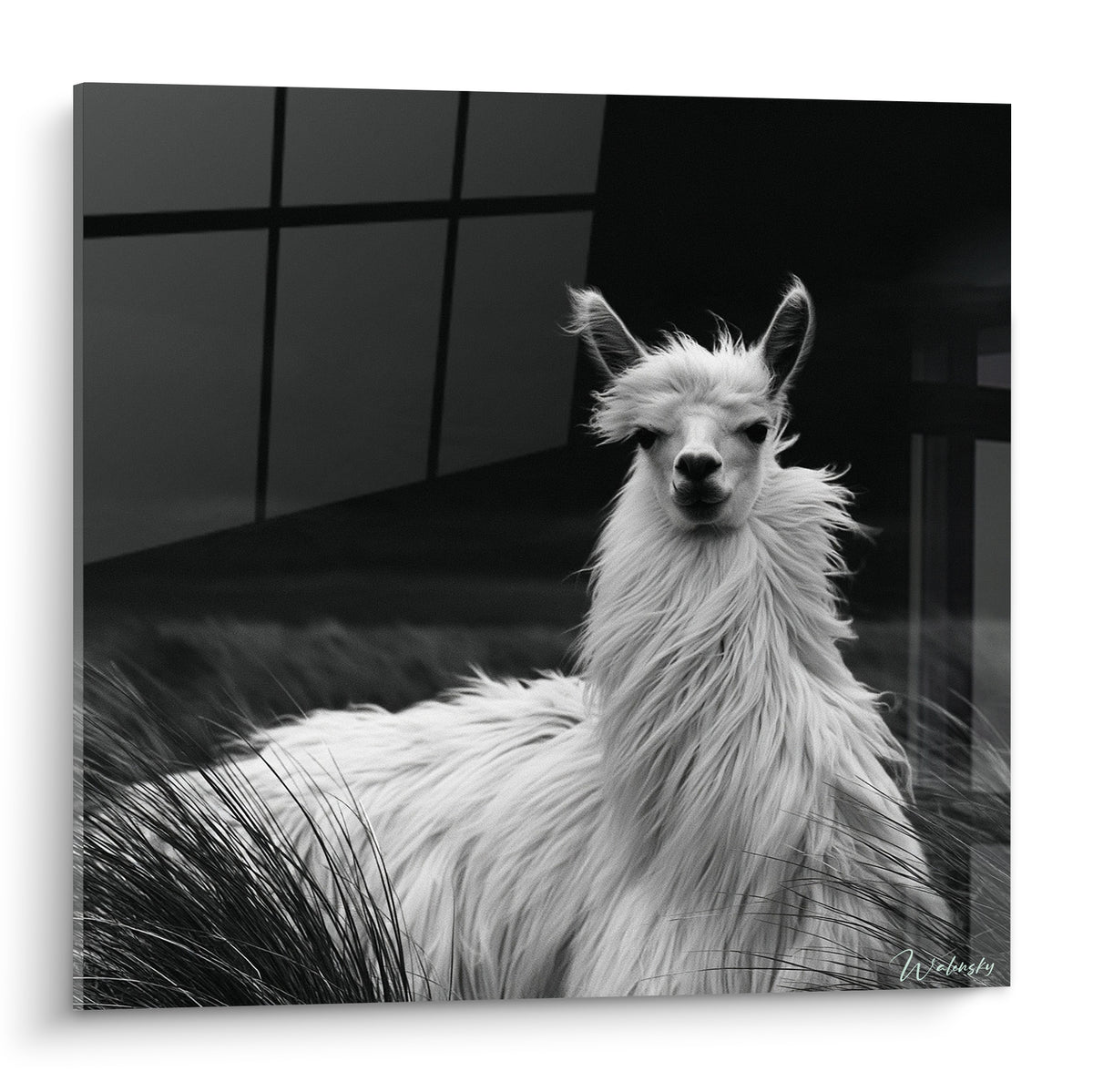 Tableau alpaga blanc au pelage ébouriffé, regard fixe, contraste noir et blanc saisissant sur fond sombre