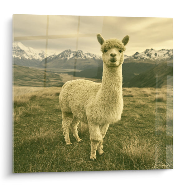 Tableau Alpaga blanc et montagnes enneigées - Vigie des sommets - Edition Alpaga