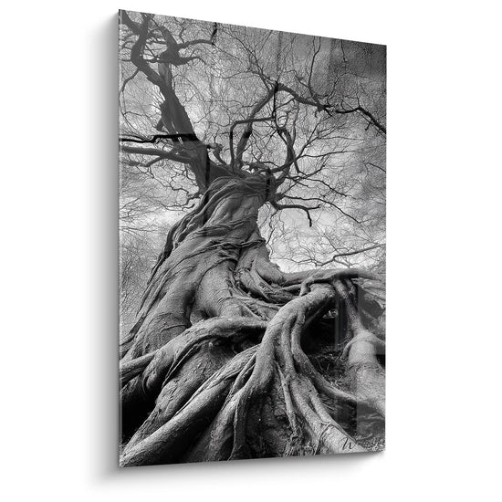 Alter Baum mit imposanten Wurzeln - Vegetale Majestät - Schwarz-Weiß Landschaftsedition
