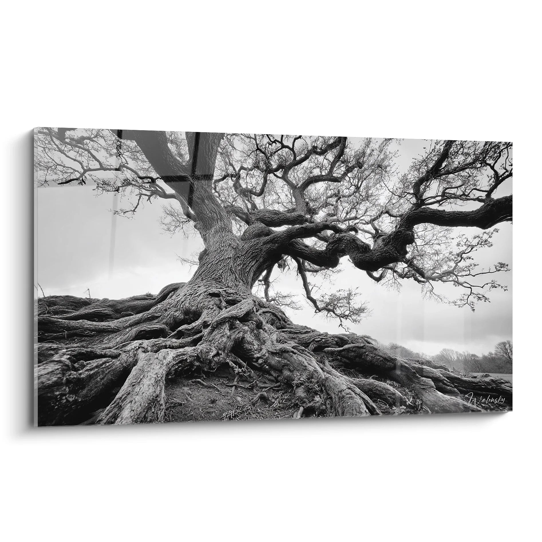 Tableau arbre centenaire aux racines apparentes en photographie noir et blanc artistique